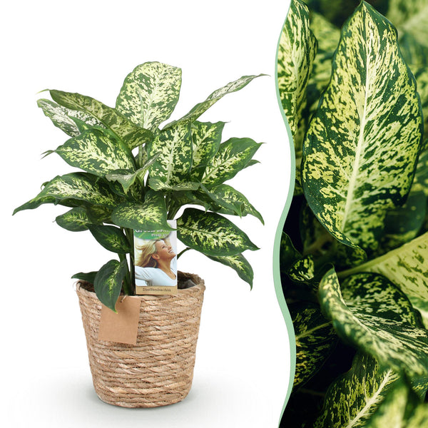 Dieffenbachia - Dieffenbachia Compacta - Ø17cm - ↕45-50cm
