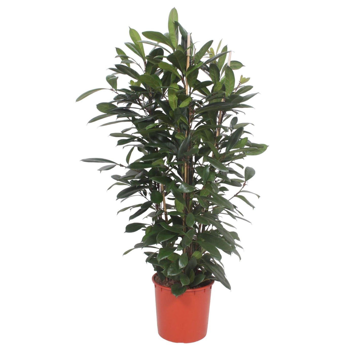 Vijgenboom - Ficus cyathistipula - ↕180cm