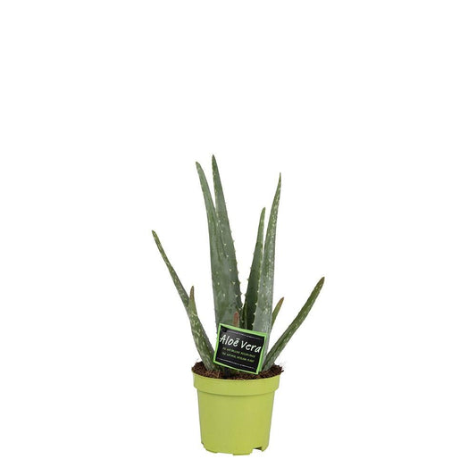 Aloe Vera - Ø10cm