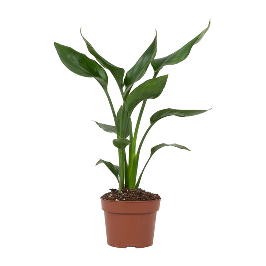 Paradijsvogelplant - Strelitzia reginae - Ø12cm - ↕35cm