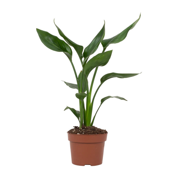 Paradijsvogelplant - Strelitzia reginae - Ø12cm - ↕35cm