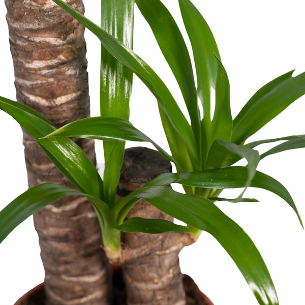 Palmlelie - Yucca elephantipes - Ø17cm - ↕85cm