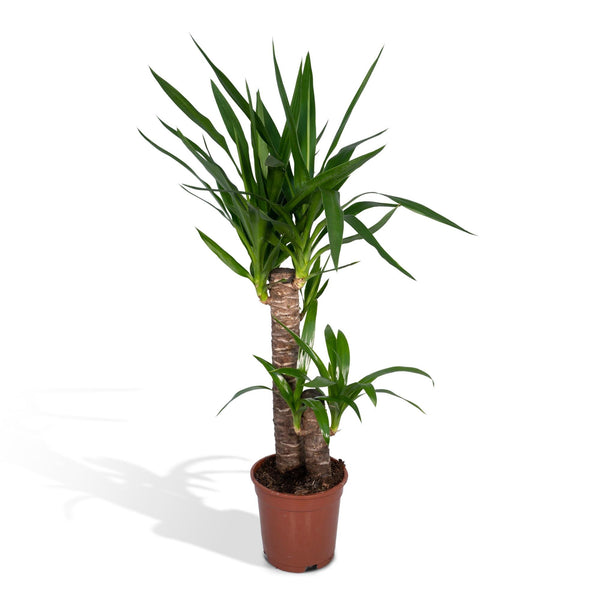 Palmlelie - Yucca elephantipes - Ø17cm - ↕85cm
