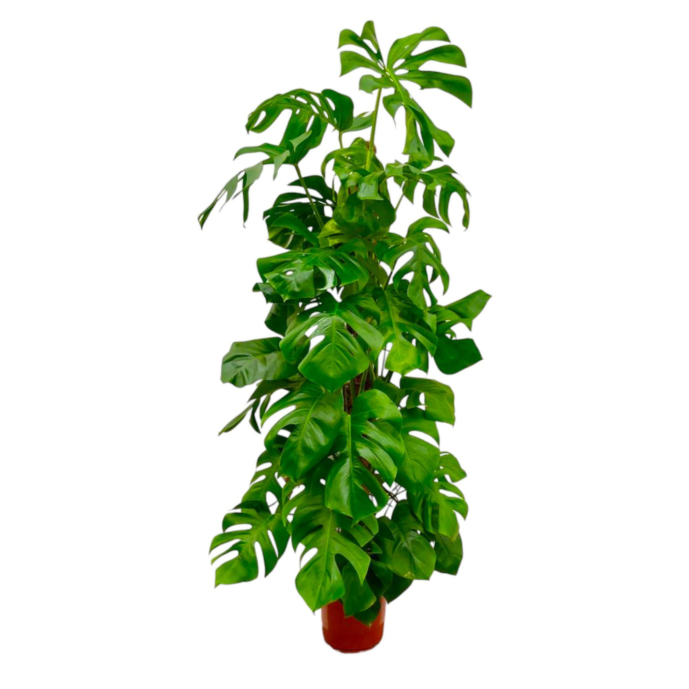 Gatenplant - Monstera Deliciosa XXL - ↕180cm