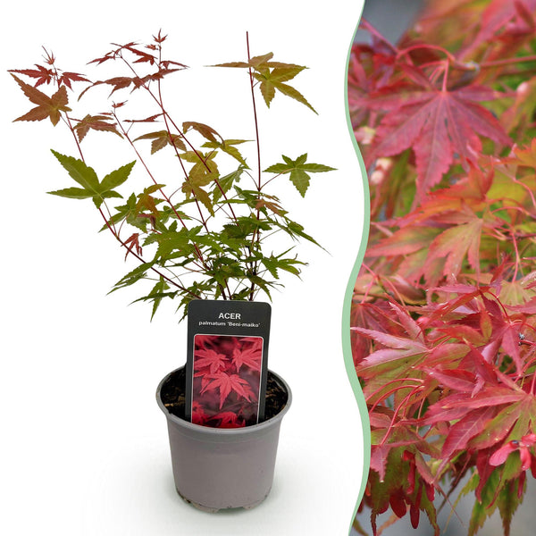 Japanse Esdoorn - Acer palmatum Beni-maiko - rood - Ø12cm - ↕35cm