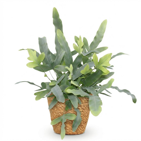 Phlebodium aureum Blue Star - Blauwe Varen - Blauw - Ø12cm - ↕25cm