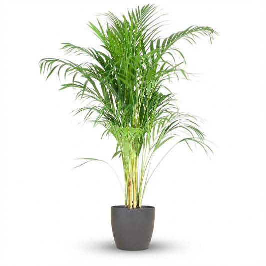 Arecapalm - Areca Palm - incl. Pot - Grijs - Ø21cm - ↕100cm