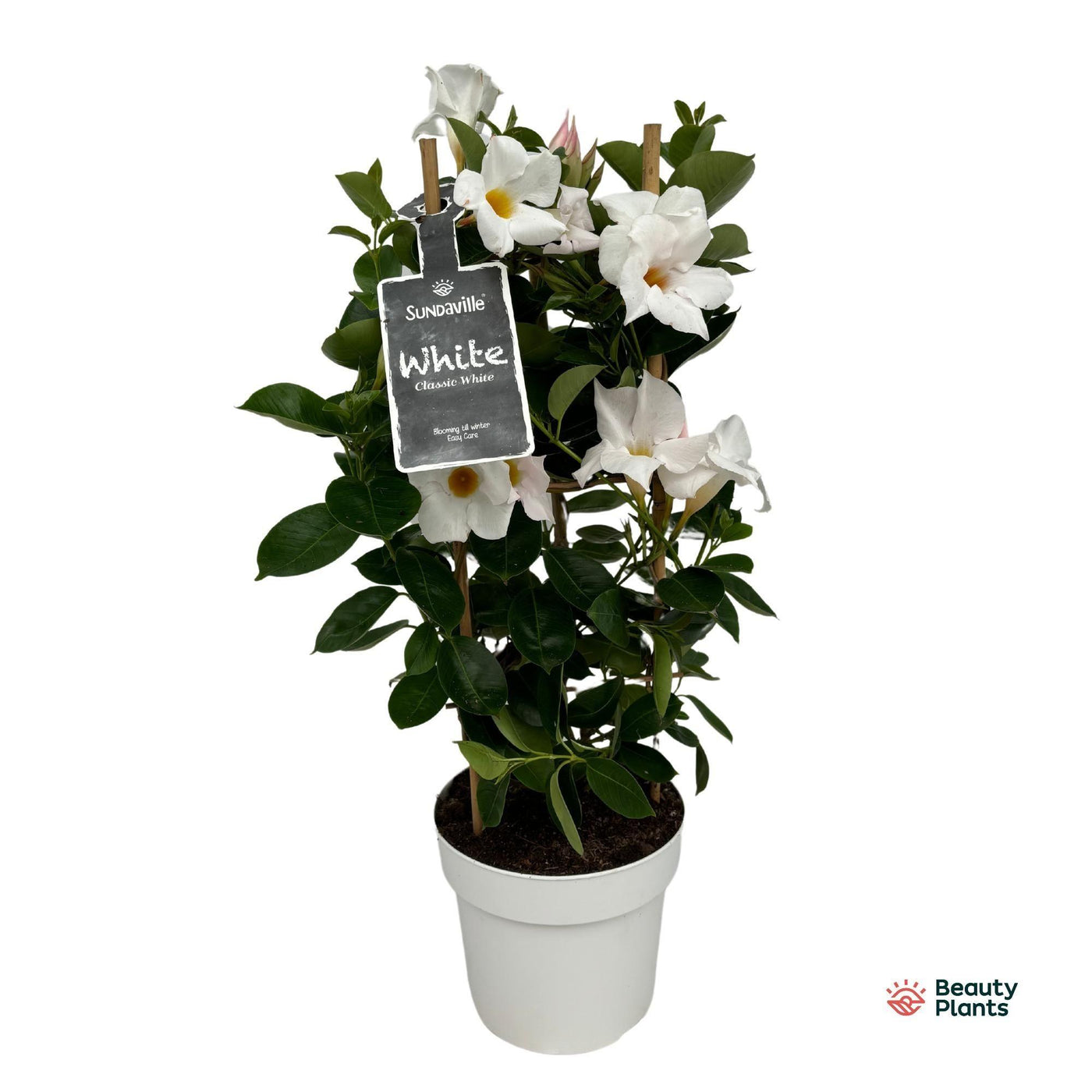 Dipladenia - Mandevilla Sundaville 'White' - in klimtoren - Ø17cm - ↕55cm