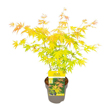 Japanse Esdoorn - Acer palmatum Orange Dream - Ø15cm - ↕30cm