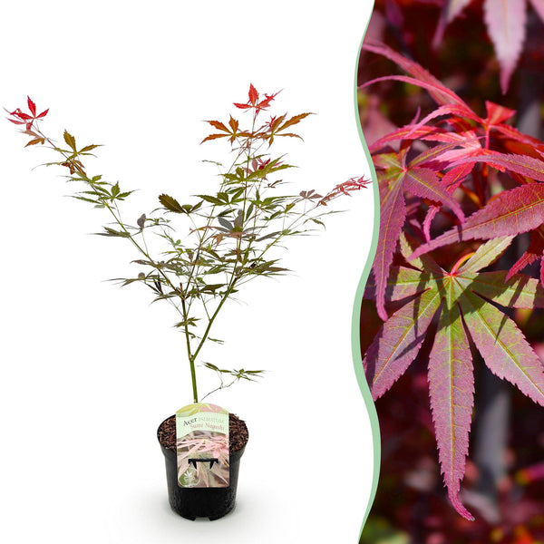 Japanse Esdoorn - Acer palmatum Sumi-nagashi - Rood - Ø19cm - ↕70cm