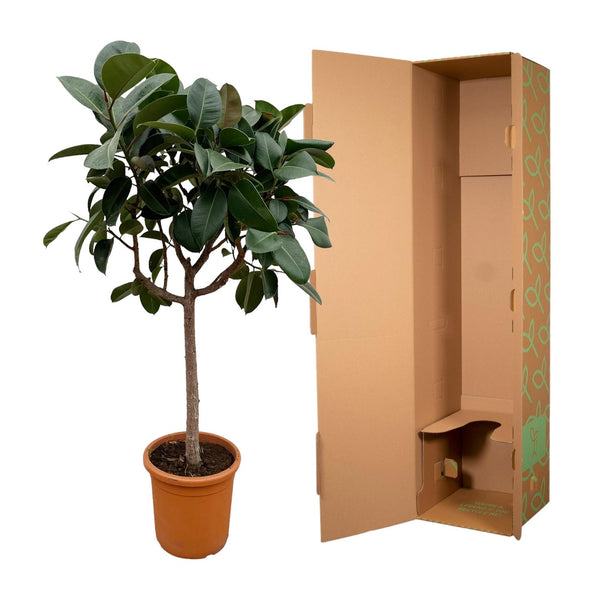 Rubberboom - Ficus elastica Robusta - Ø35cm - ↕190cm