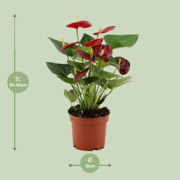 Flamingoplant - Anthurium Calon In Transparant Sleeve - Ø12cm - ↕36cm