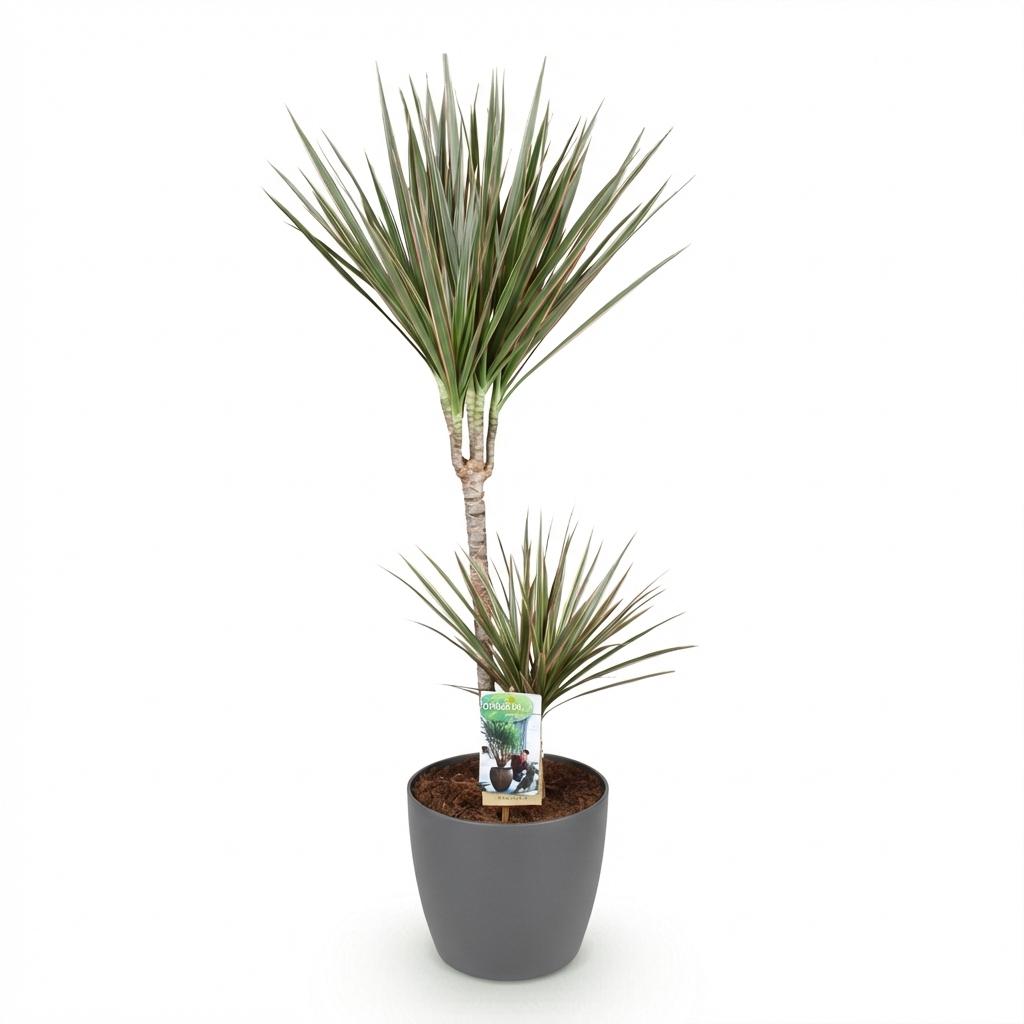 Drakenbloedboom - Dracaena marginata Bicolor - incl. Elho Potter - grijs - Ø21cm - ↕90-100cm