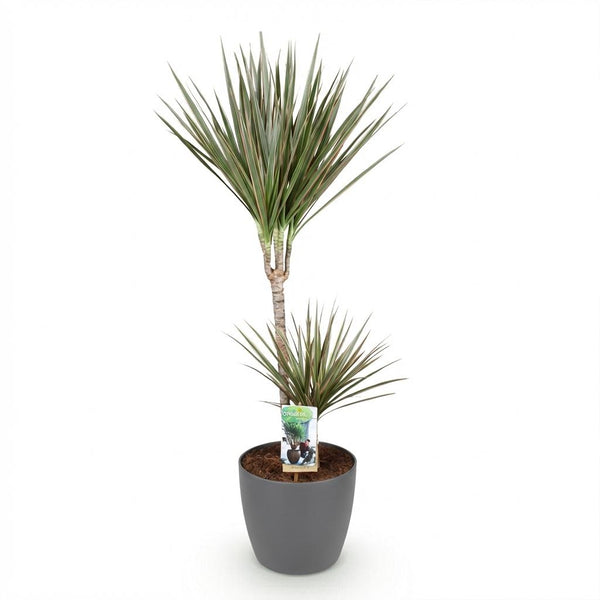 Drakenbloedboom - Dracaena marginata Bicolor - Ø21cm - ↕90-100cm