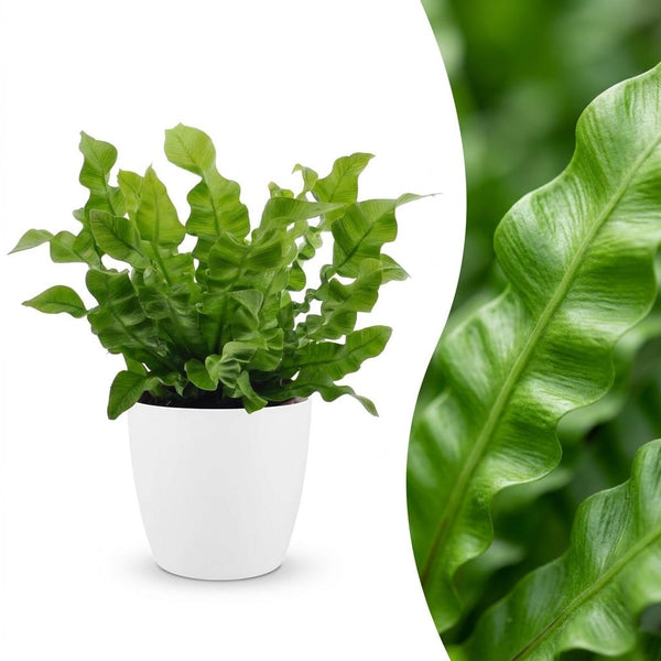 Tongvaren - Asplenium Crispy Wave - incl. Elho Potter - wit - Ø12cm - ↕30cm