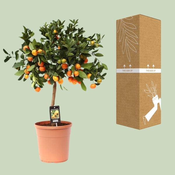 Calamondinplant - Citrus Calamondin - Ø22cm - ↕80cm