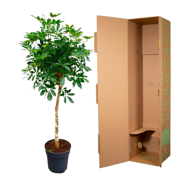 Vingerboom - Schefflera - Ø30cm - ↕170cm