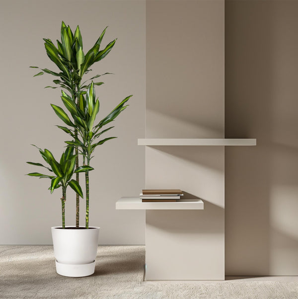 Drakenbloedboom - Dracaena Cintho - Ø24cm - ↕160cm