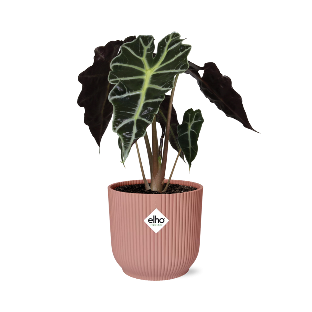 Olifantsoor - Alocasia ‘Polly’ - incl. Elho Vibes Fold Roze - ↕14cm