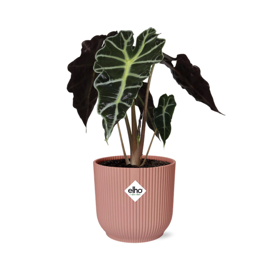 Olifantsoor - Alocasia ‘Polly’ - incl. Elho Vibes Fold Roze - ↕14cm