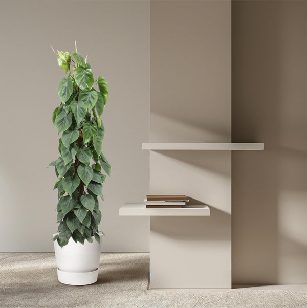 Philodendron Scandens mosstok - Ø27cm - ↕150cm