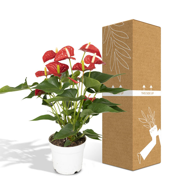 Flamingoplant - Anthurium Red - Ø17cm - ↕55cm