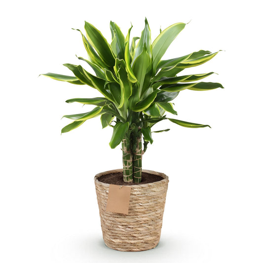 Drakenbloedboom - Dracaena fragrans Golden Coast - Ø17cm - ↕50-55cm