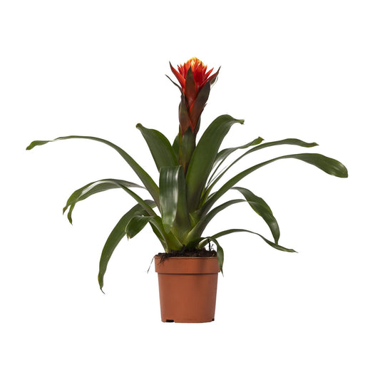 Guzmania Happiness - Ø12cm↕45cm