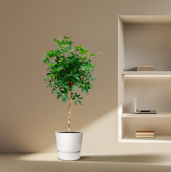 Vingerboom - Schefflera - Ø30cm - ↕170cm