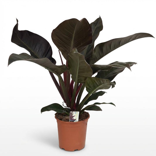 Philodendron Imperial Red - Rood - Ø19cm - ↕60cm
