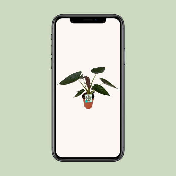 Olifantsoor - Alocasia Wentii - Ø19cm - ↕85cm