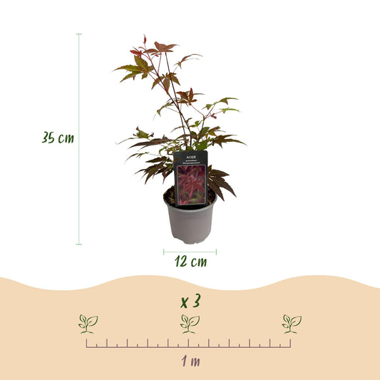 Japanse Esdoorn - Acer palmatum Atropurpureum - paars - Ø12cm - ↕35cm