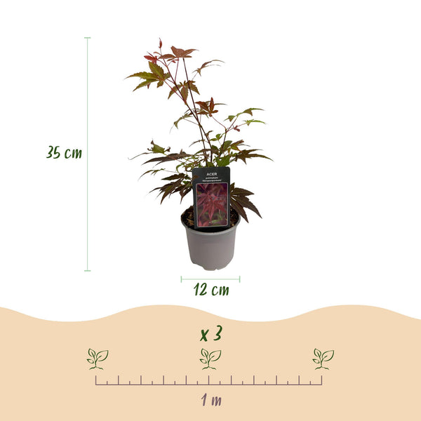Japanse Esdoorn - Acer palmatum Atropurpureum - paars - Ø12cm - ↕35cm