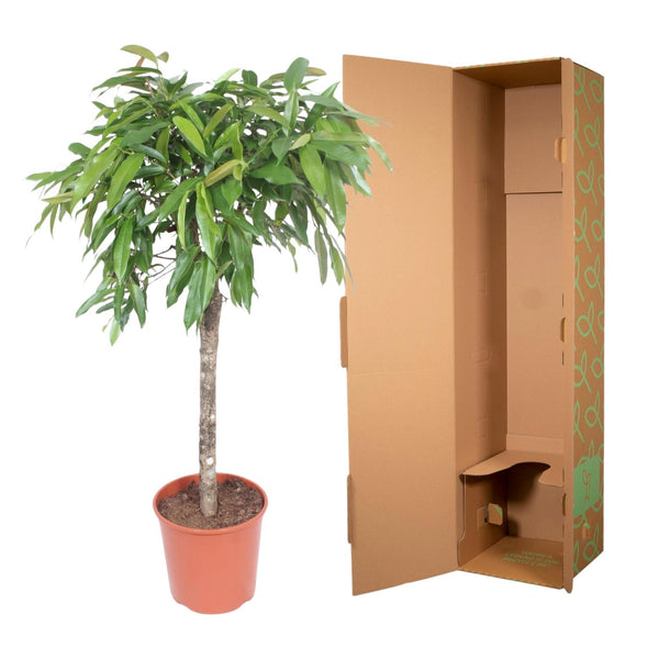 Vijgenboom - Ficus Amstel King - Ø30cm - ↕130cm