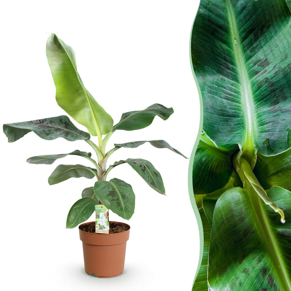 Bananenplant - Musa acuminata Dwarf Cavendish - Ø21cm - ↕70-75cm