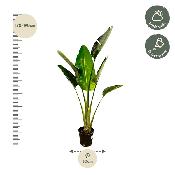 Witte paradijsvogelplant - Strelitzia augusta - Ø24cm - ↕180cm