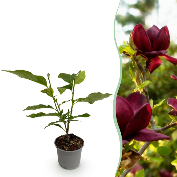Magnolia - Magnolia Genie - paars - Ø12cm - ↕30cm