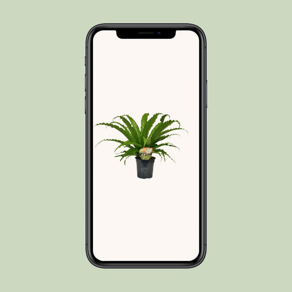 Tongvaren - Asplenium Osaka - Ø17cm - ↕40cm