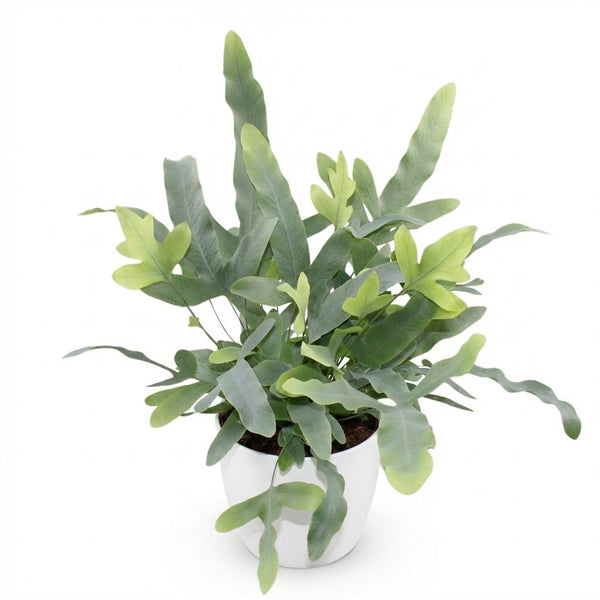 Phlebodium aureum Blue Star - Blauwe Varen - Blauw - Ø12cm - ↕25cm