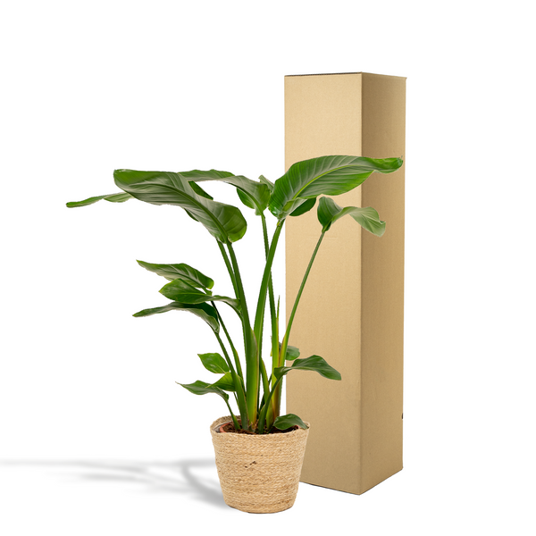 Witte paradijsvogelplant - Strelitzia nicolai - incl. Mand Selin - Ø19cm - ↕90cm