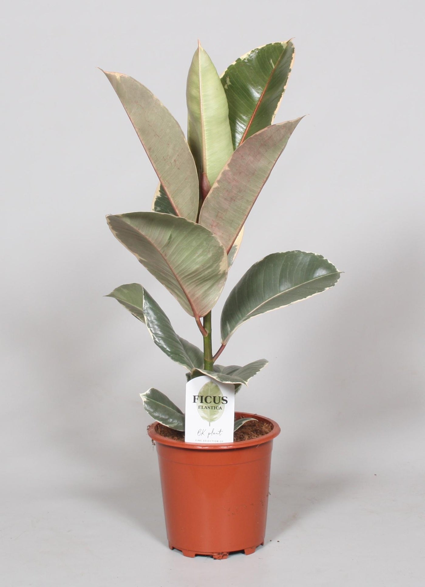 Rubberboom - Ficus elastica Tineke - Ø17cm - ↕60cm