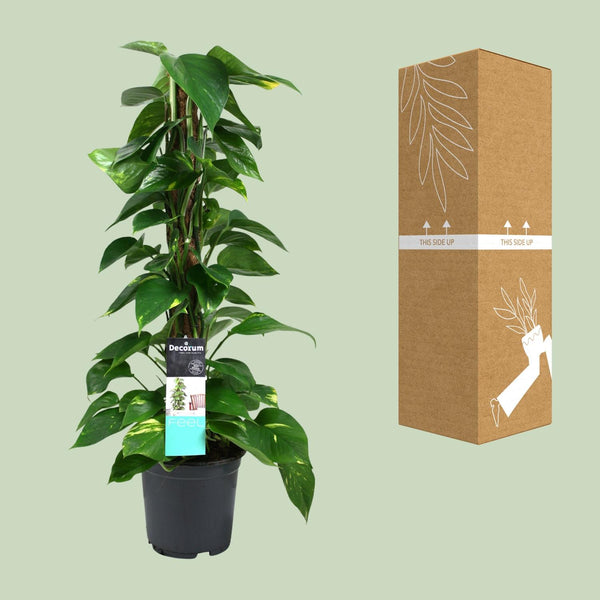 Satijnpothos - Scindapsus pictus - Ø19cm - ↕80cm