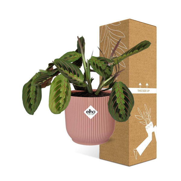 Zebraplant - Maranta Leuconeura ‘Fascinator’ Tricolor - incl. Elho Vibes Fold Roze - ↕14cm