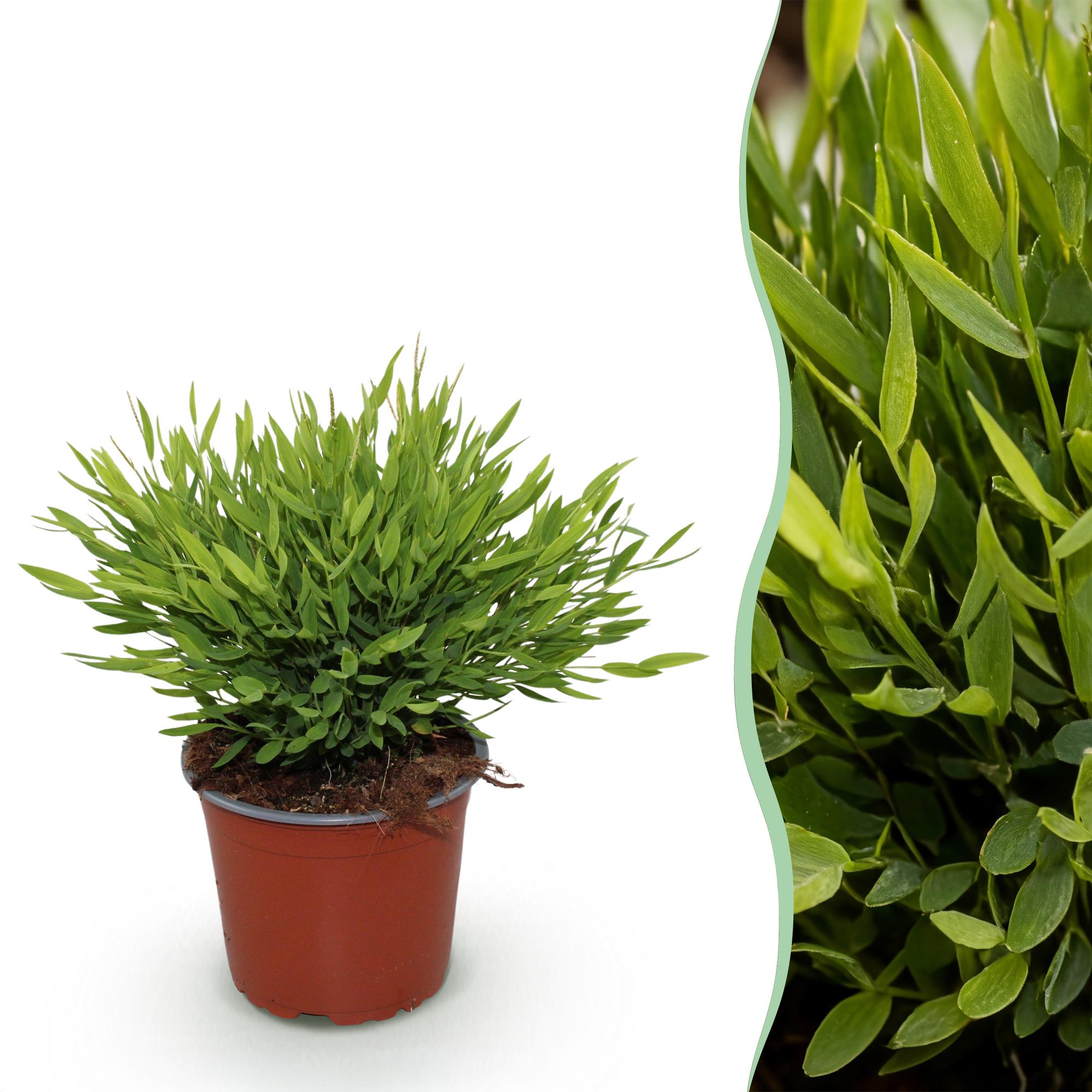 Bamboegras - Bambusa Pogonatherum Monica - Ø12cm - ↕20cm