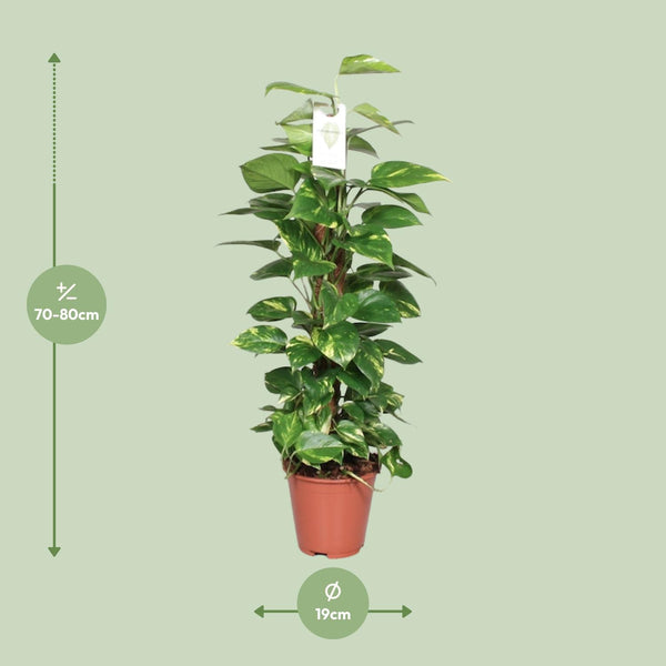 Pothos - Epipremnum pinnatum mosstok - Ø19cm - ↕80cm