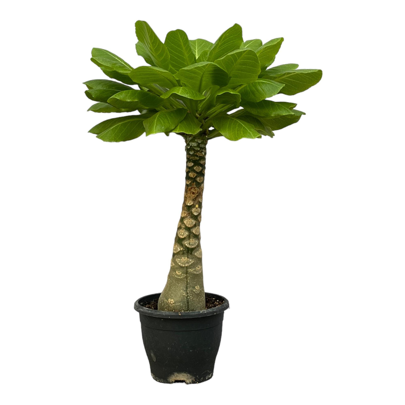 Hawaïpalm - Brighamia insignis - Ø12cm - ↕25cm