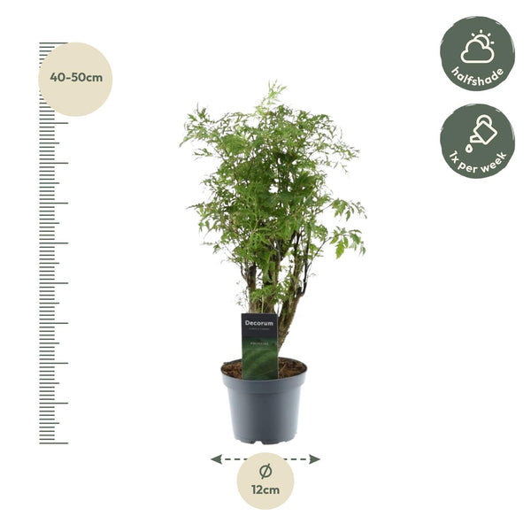 Polyscias Hawaiiana Ming - Ø12cm - ↕45cm