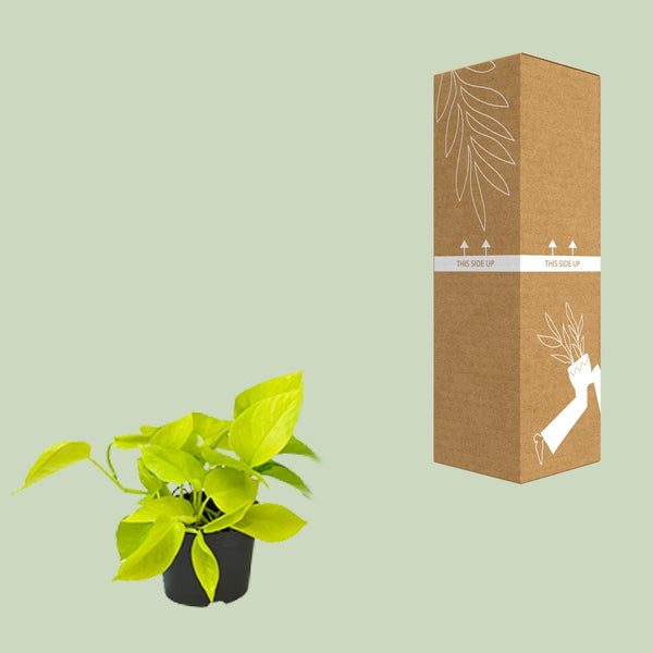 Pothos - Epipremnum aureum - Ø12cm - ↕15cm