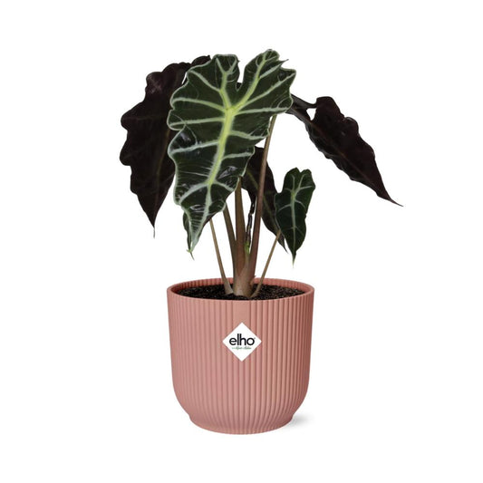 Olifantsoor - Alocasia ‘Polly’ - incl. Elho Vibes Fold Roze - ↕14cm