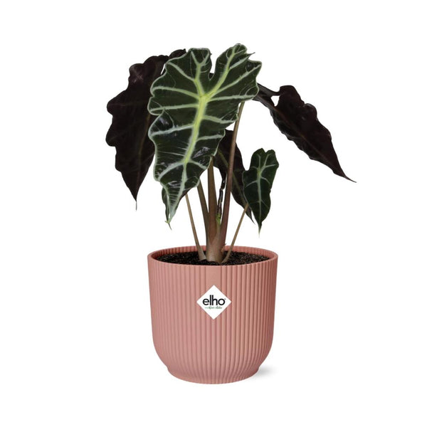 Olifantsoor - Alocasia ‘Polly’ - incl. Elho Vibes Fold Roze - ↕14cm